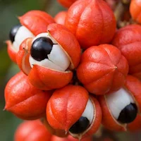 Garcinia Cambogia Extract